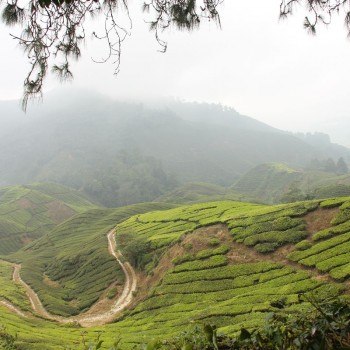 Boh Tea
